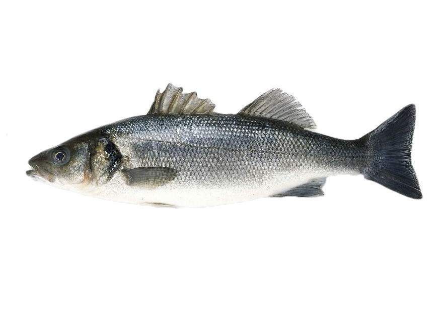 Лаврак 600/800 кг